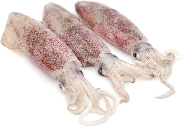 Squid