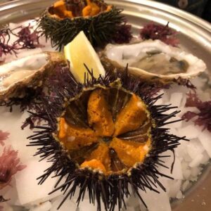 Sea Urchin