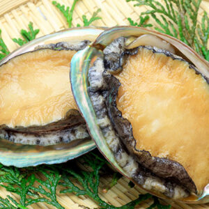 Sea Abalone