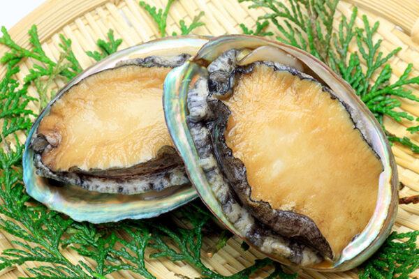 Sea Abalone