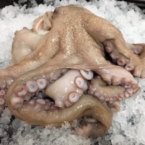 Octopus