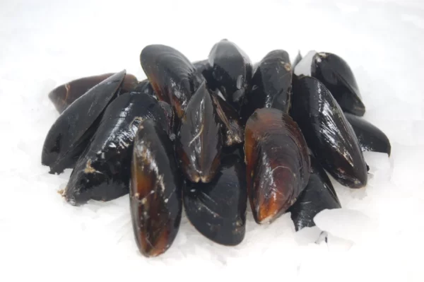 Mussels